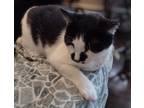 Adopt Spot a Black & White or Tuxedo American Shorthair (short coat) cat in