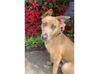 Adopt Fresa a Tan/Yellow/Fawn Belgian Malinois / Mixed dog in Corona