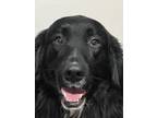 Adopt Bernie a Black - with White Labrador Retriever / Bernese Mountain Dog /