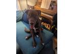 Adopt Brisket a Brown/Chocolate - with White Labrador Retriever / Mixed dog in