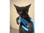 Adopt Mars*| Fl26 a Domestic Shorthair / Mixed cat in Pomona, CA (41267780)