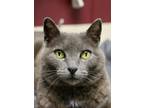 Adopt Wifey a Gray or Blue Domestic Shorthair / Mixed Breed (Medium) / Mixed