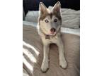 Adopt Emi a Black - with Brown, Red, Golden, Orange or Chestnut Husky / Mixed