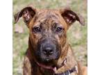 Adopt Piper a Brown/Chocolate Boxer / Shepherd (Unknown Type) / Mixed (short