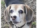 Adopt Gretchen a Tricolor (Tan/Brown & Black & White) Beagle / Mixed dog in