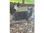 Adopt Charlotte a Gray or Blue Domestic Shorthair (short coat) cat in