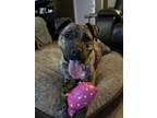 Adopt Bella B a Brindle Mastiff / Mixed dog in Regina, SK (41267747)