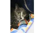 Adopt Leafblower a Gray or Blue Domestic Shorthair / Domestic Shorthair / Mixed