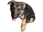 Adopt Puppy a Brown/Chocolate Belgian Shepherd / Mixed dog in Moreno Valley