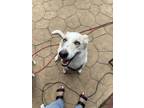 Adopt Nairobi a Gray/Silver/Salt & Pepper - with White Shepsky / Mixed dog in