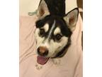 Adopt 84282 Lucky a Black Husky / Mixed dog in Spanish Fork, UT (40980214)