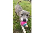 Adopt Titania a Brindle American Staffordshire Terrier / Mixed dog in San