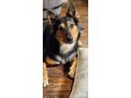 Adopt Deanne a Black - with Tan, Yellow or Fawn German Shepherd Dog / Australian