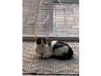 Adopt Haru a Black & White or Tuxedo Domestic Shorthair / Mixed (medium coat)