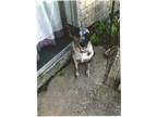 Adopt Star a Black - with Gray or Silver Catahoula Leopard Dog / Belgian