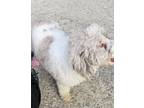 Adopt Ritz a White - with Gray or Silver Poodle (Miniature) / Mixed dog in