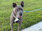 Adopt Moana a Gray/Blue/Silver/Salt & Pepper American Pit Bull Terrier / Mixed