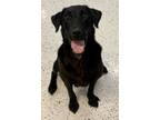Adopt Lainey a Black Labrador Retriever / Mixed dog in Glasgow, KY (41267435)