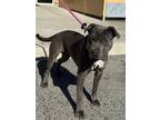 Adopt IZZY a Black American Pit Bull Terrier / Mixed Breed (Medium) / Mixed