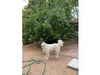 Adopt ida a White Great Pyrenees / Mixed dog in Santa Fe, NM (41240701)