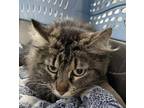 Adopt Junebug a Brown Tabby Domestic Longhair / Maine Coon / Mixed (short coat)