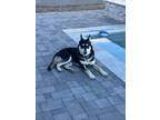 Adopt Loki a Black - with White Husky / German Shepherd Dog / Mixed dog in Casa