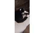 Adopt Olive a All Black Domestic Longhair / Mixed (long coat) cat in Johnston