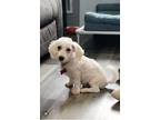 Adopt Santi a White Bichon Frise / Mixed dog in West Milford, NJ (41196279)