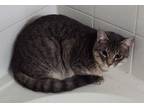 Adopt Link a Tiger Striped Domestic Shorthair / Mixed (short coat) cat in