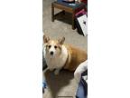 Adopt Bandit a Red/Golden/Orange/Chestnut - with White Pembroke Welsh Corgi /