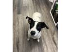 Adopt Linguine a Black Mixed Breed (Medium) / Mixed dog in Covington