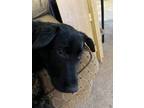 Adopt Bonnie a Black Shepherd (Unknown Type) / Mixed dog in Flagstaff