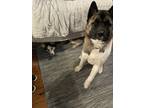 Adopt Sully a Brindle - with White Akita / Akita / Mixed dog in Plymouth