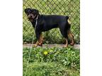 Adopt Idea a Black - with Tan, Yellow or Fawn Rottweiler / Mixed dog in Darby
