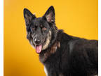 Adopt Xena 'Brandy' a Black German Shepherd Dog / Mixed Breed (Medium) / Mixed