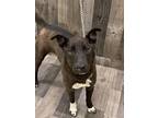 Adopt Lunaire K28 4/19/24 a Black American Pit Bull Terrier / Mixed Breed