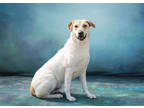 Adopt Pugsley a White Labrador Retriever / Mixed dog in Justin, TX (40014985)