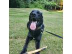 Adopt Kairo a Black - with White Labrador Retriever / German Shepherd Dog /