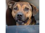 Adopt Mojo a Brown/Chocolate - with Tan Rhodesian Ridgeback / Labrador Retriever