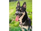 Adopt Arya - Special Needs a Black - with White Husky / German Shepherd Dog /