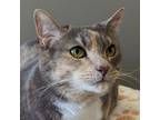 Adopt Tessie a Calico or Dilute Calico Domestic Shorthair (short coat) cat in