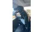 Adopt Neptune a White German Shepherd Dog / Treeing Walker Coonhound dog in