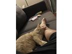 Adopt Mikan a Orange or Red American Shorthair / Mixed (short coat) cat in San