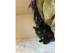 Adopt Masala (bonded with Tiki) a All Black Domestic Shorthair / Domestic