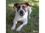 Adopt Soto a White Boxer / Mixed Breed (Medium) / Mixed (short coat) dog in