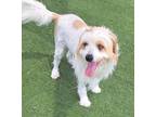 Adopt 160894 a White Terrier (Unknown Type, Small) / Mixed dog in Bakersfield