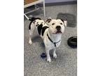 Adopt Buddy a White American Pit Bull Terrier / Mixed dog in Indianapolis