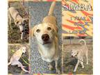 Adopt Simba a Tan/Yellow/Fawn Labrador Retriever / Mixed Breed (Medium) / Mixed