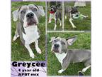 Adopt Greycee a Gray/Blue/Silver/Salt & Pepper American Pit Bull Terrier / Mixed