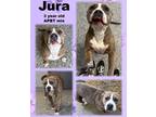 Adopt Jura a Tan/Yellow/Fawn American Pit Bull Terrier / Mixed Breed (Medium) /